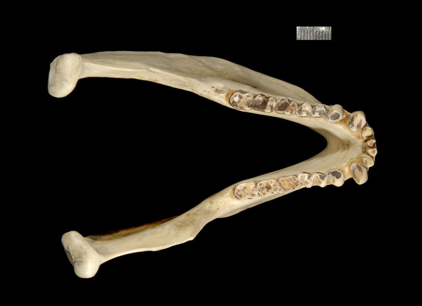 lower_dorsal2534