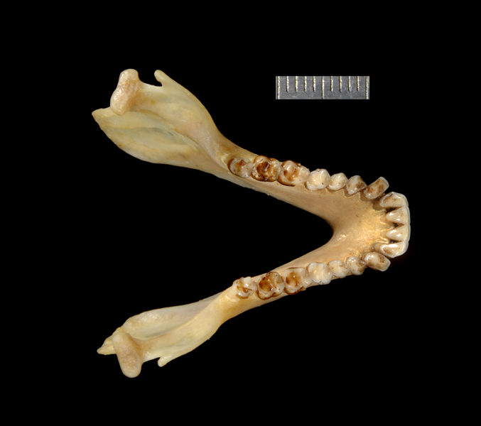 Vertebrata