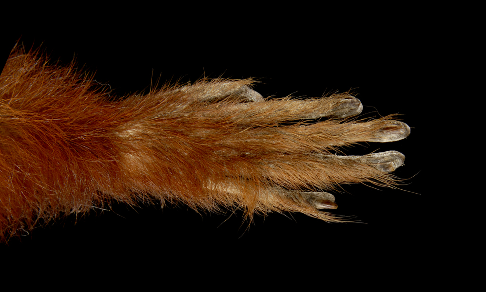 Callicebus moloch