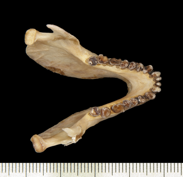 lower_dorsal0016