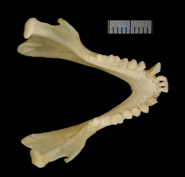 Craniata