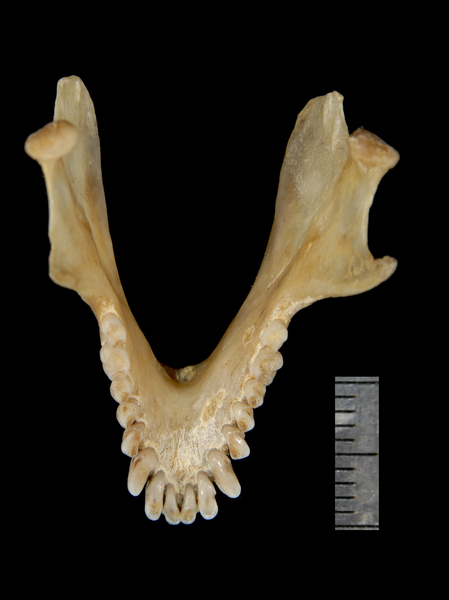 lower_dorsal2268