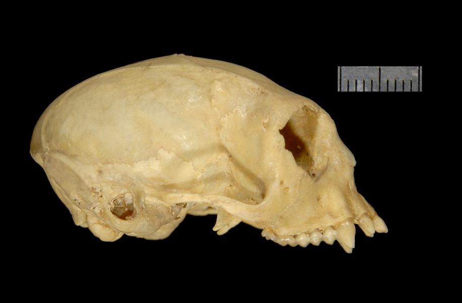 Craniata