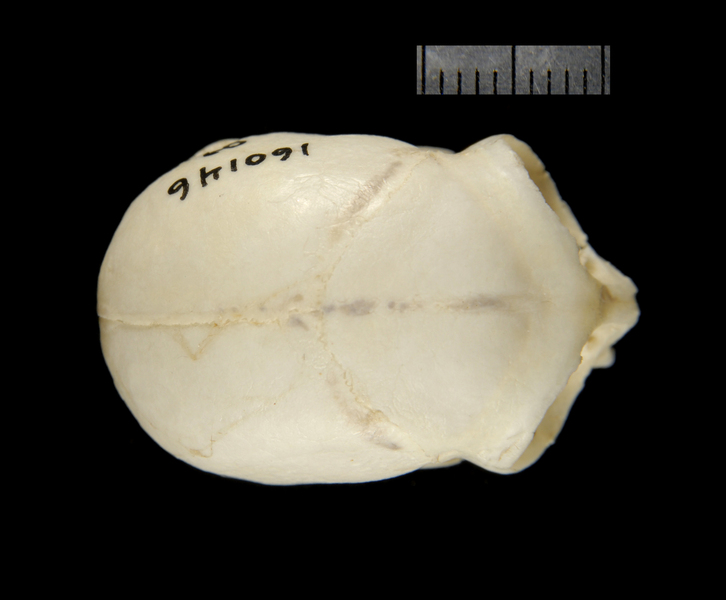 dorsal2306