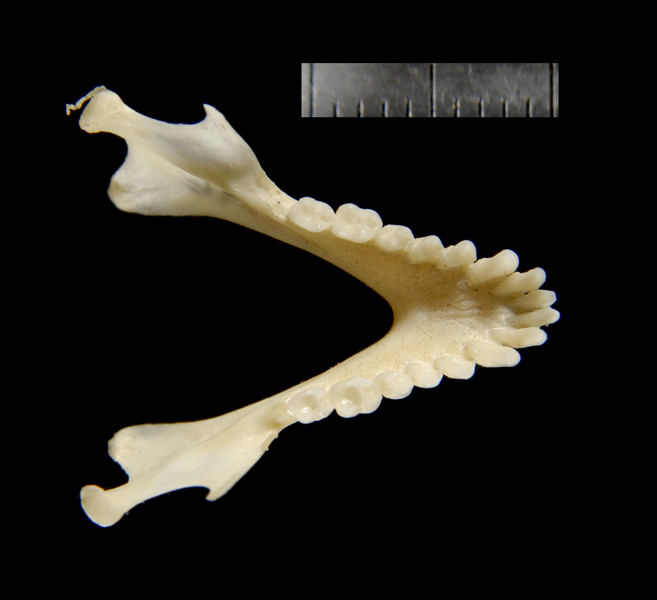 Vertebrata