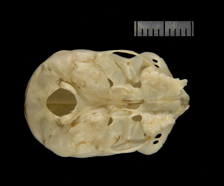 Craniata