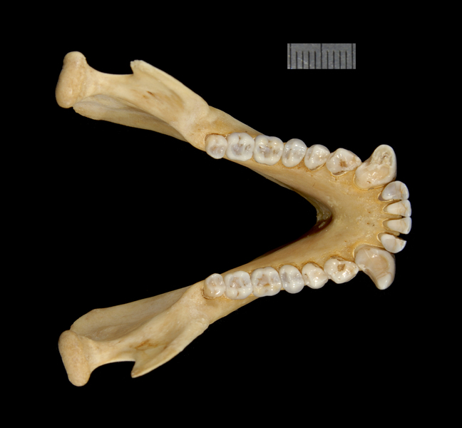 lower_dorsal2216