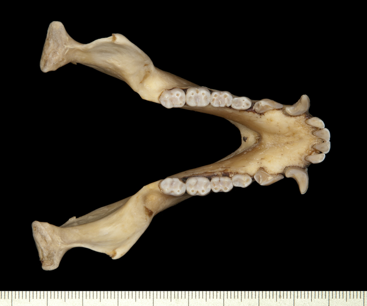 lower_dorsal0040