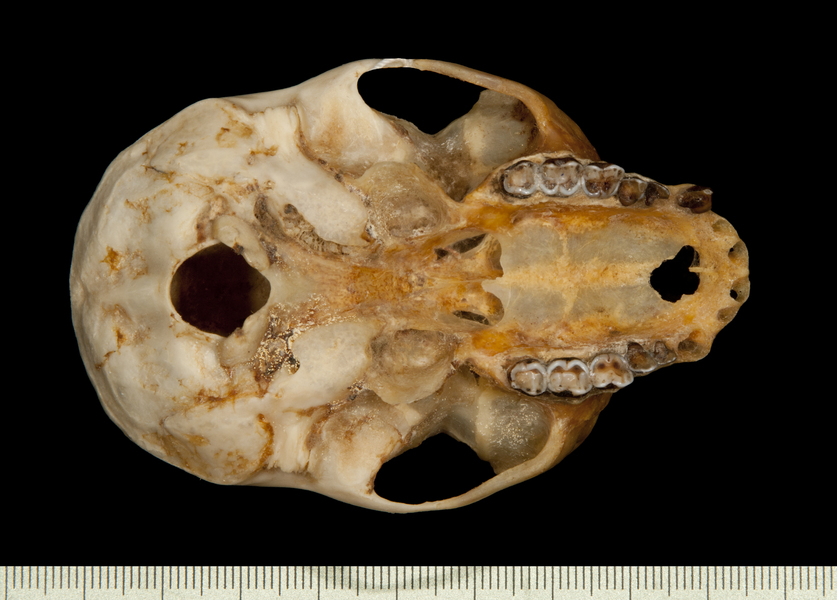 Craniata