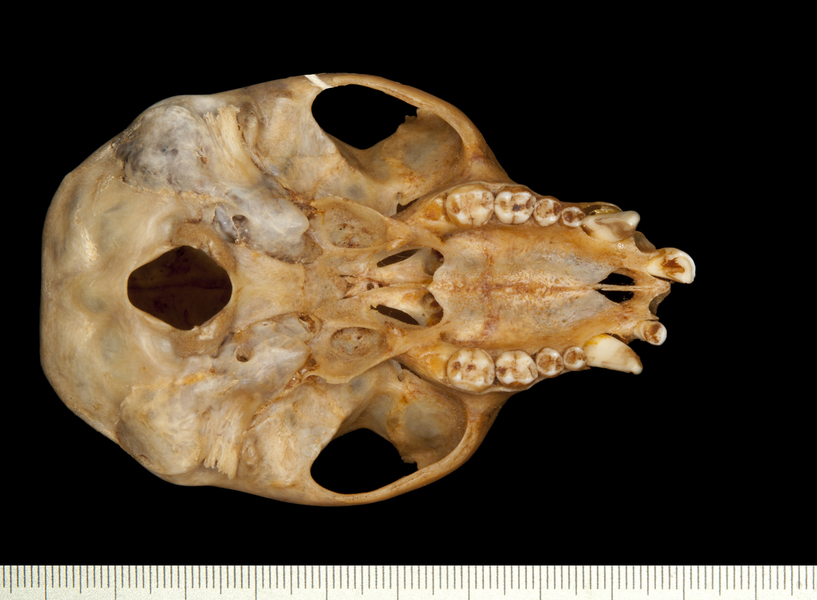 Craniata