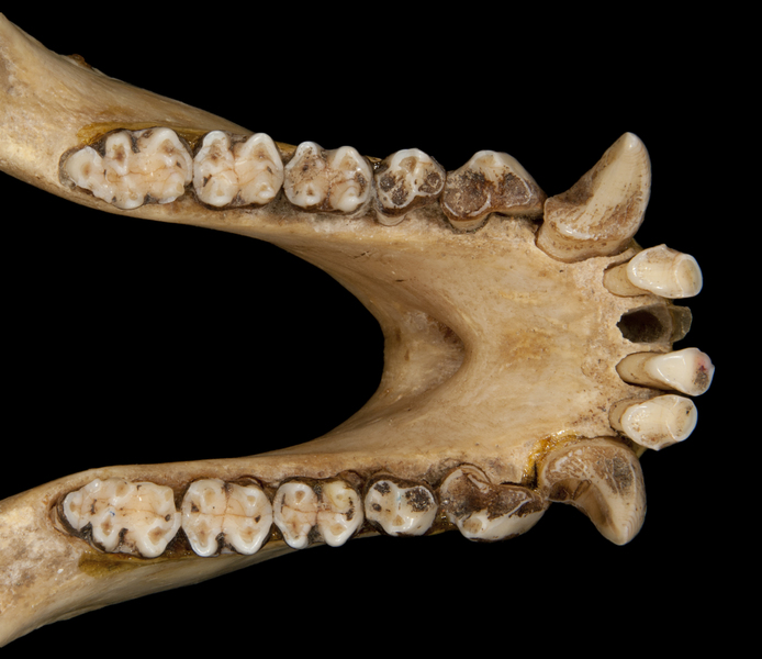 Craniata