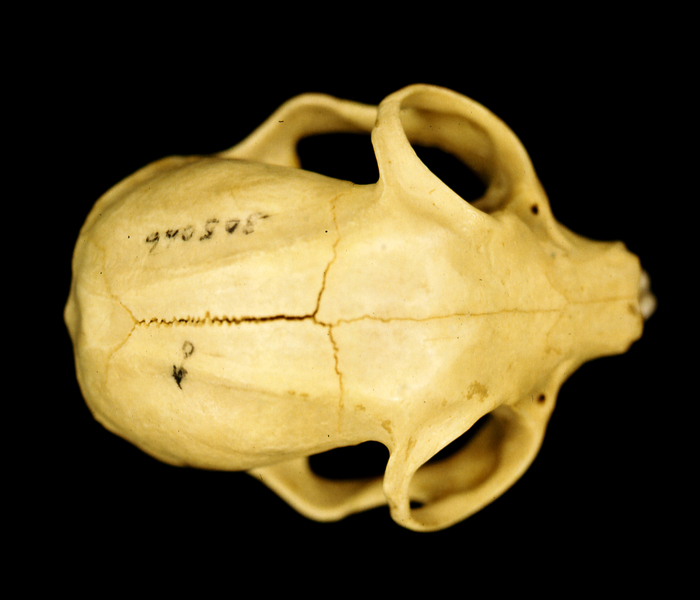 Craniata