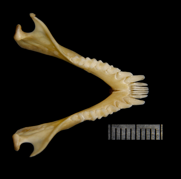 lower_dorsal1844