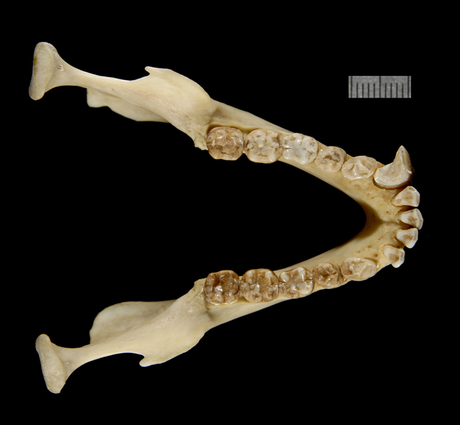 lower_dorsal1870