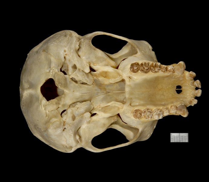 ventral1866