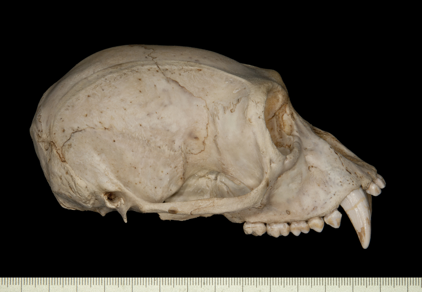 Craniata