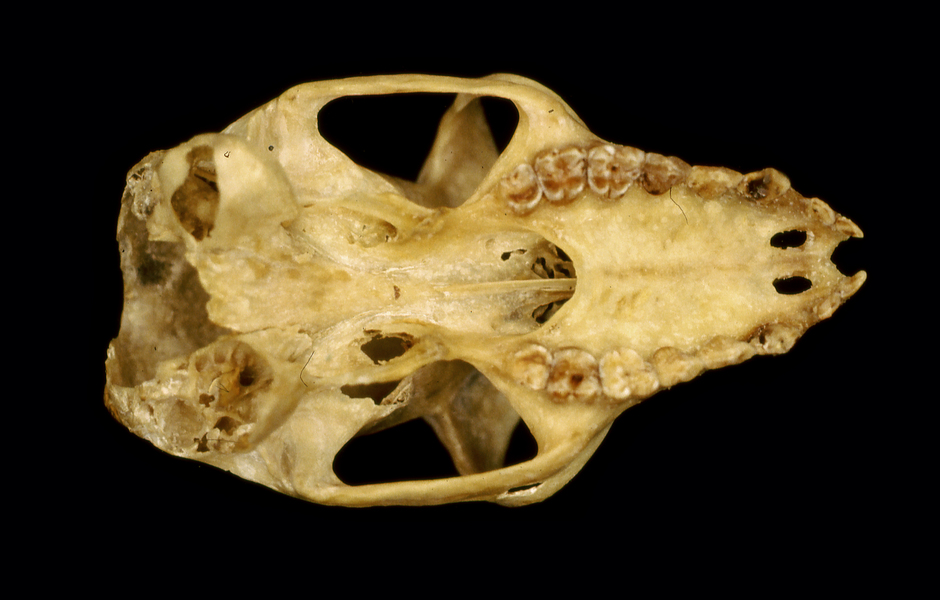 Craniata