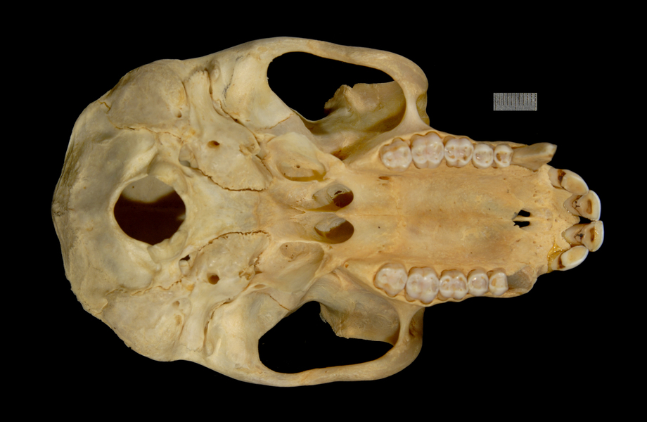 Simiiformes