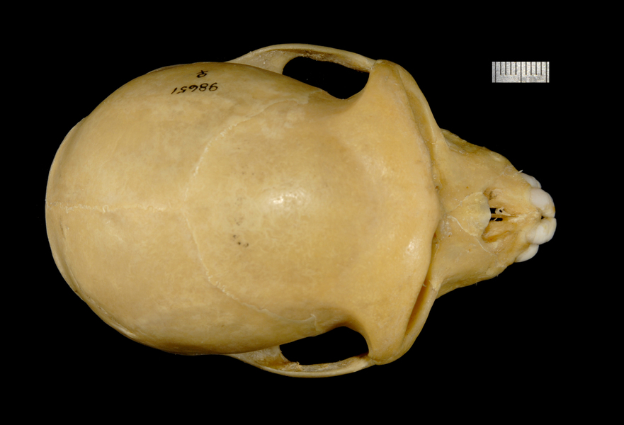 dorsal2101