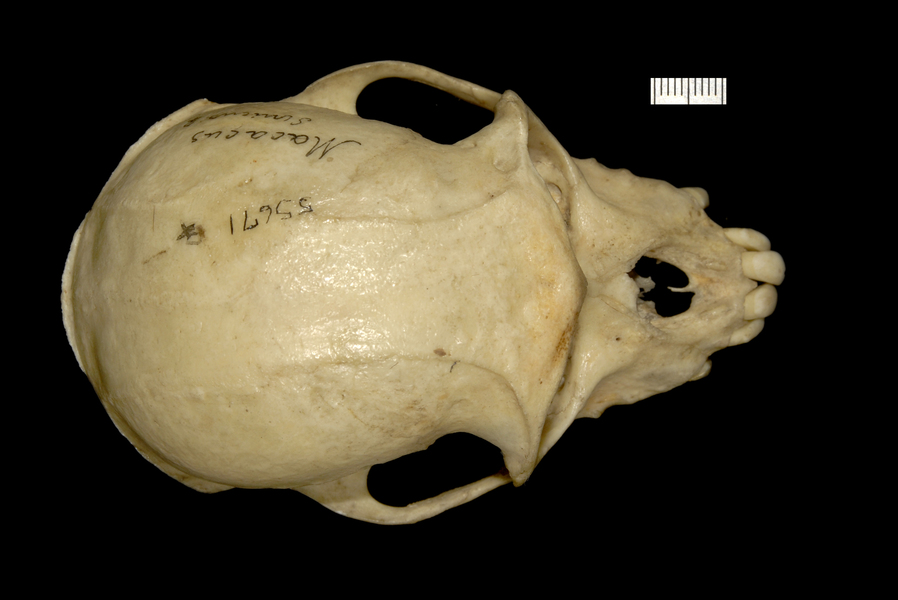 Craniata