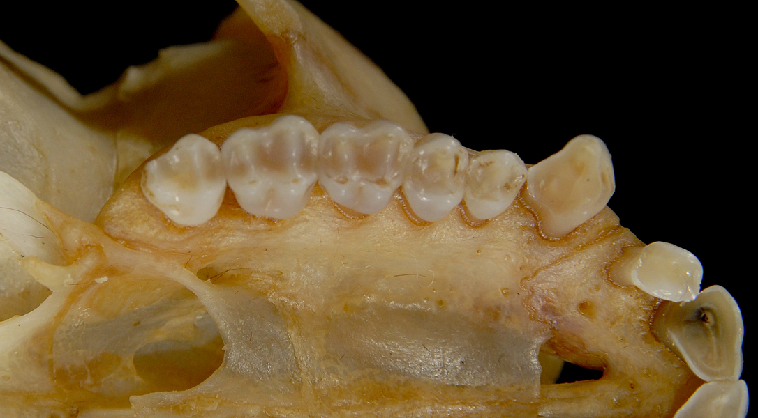 Miopithecus talapoin