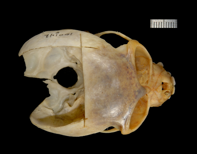 Miopithecus talapoin