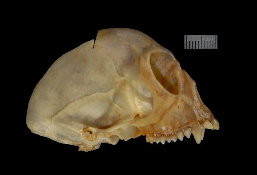 Craniata