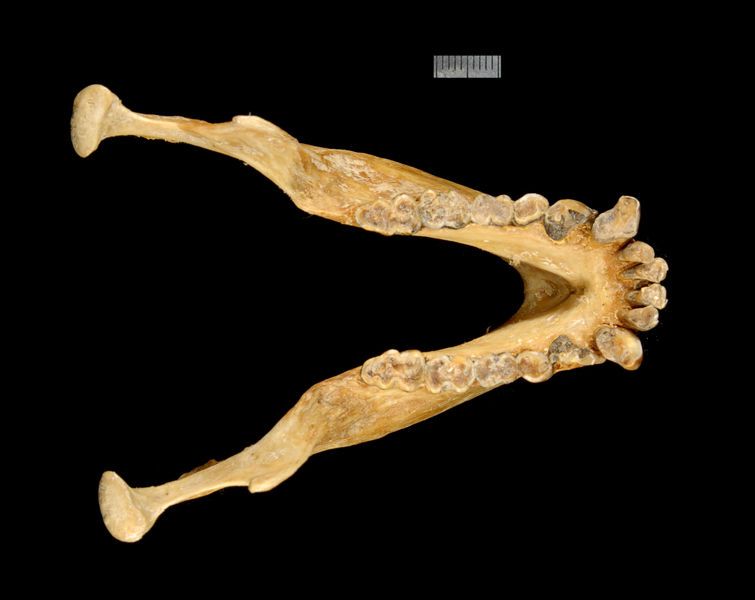 Vertebrata