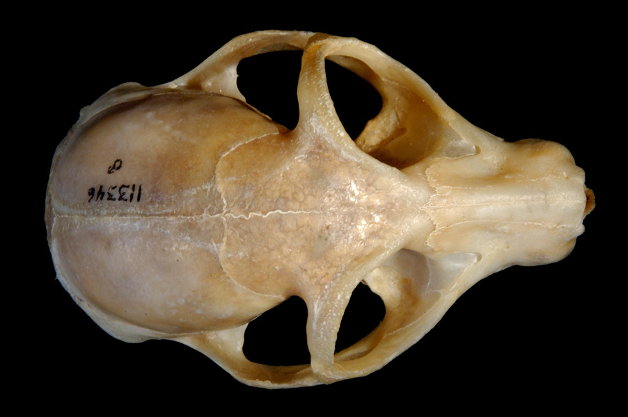 Craniata