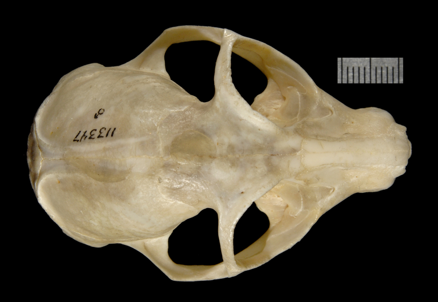 dorsal1809