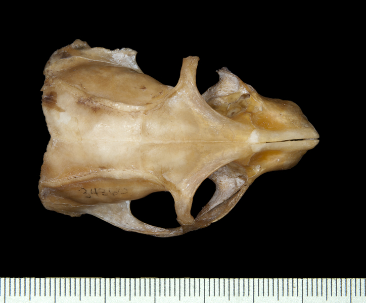 Eumetazoa