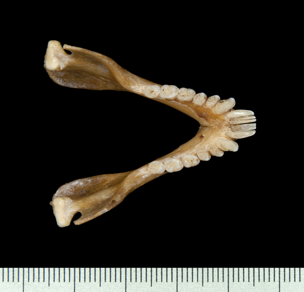 lower_dorsal0107