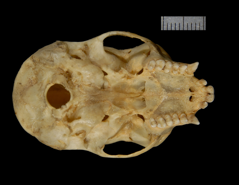 ventral2354