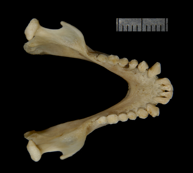 lower_dorsal2368