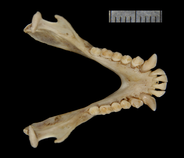 lower_dorsal2387