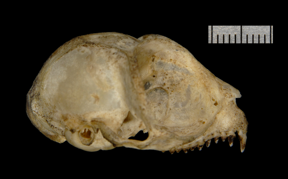 Craniata