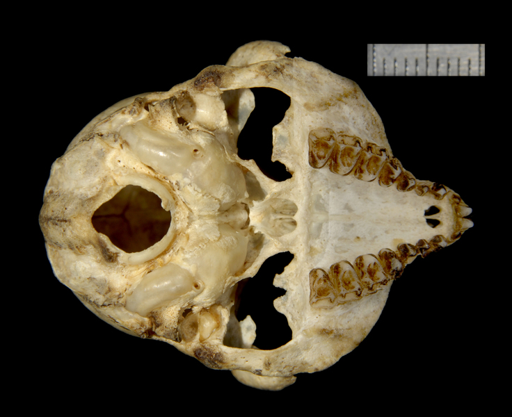 Craniata