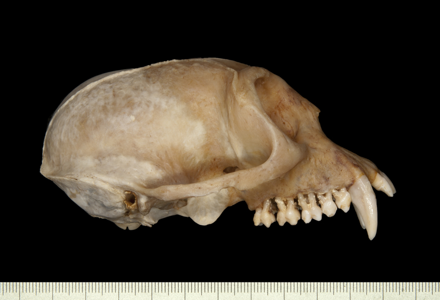 Simiiformes