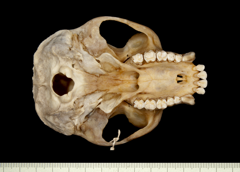 Trachypithecus obscurus