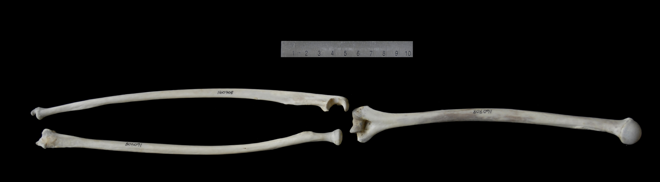 Simiiformes