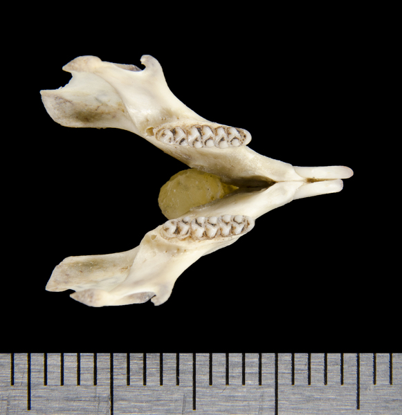 lower_dorsal0636