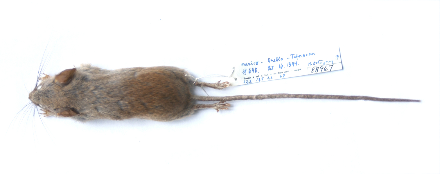 Peromyscus mekisturus