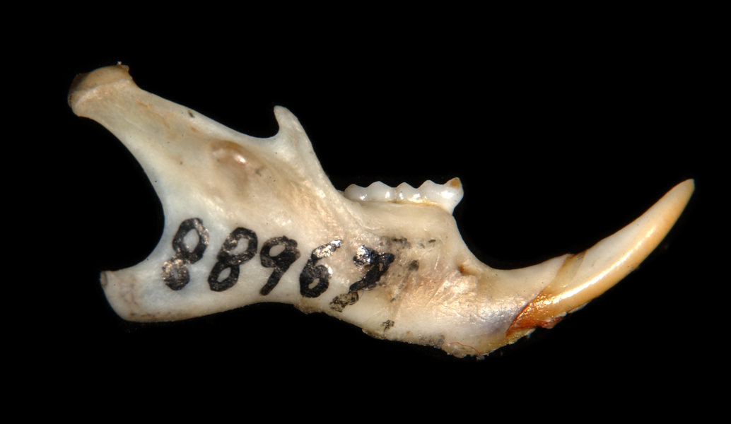 mandible6416