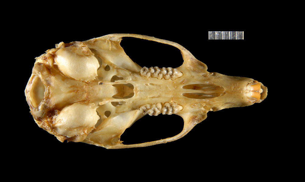 ventral2643