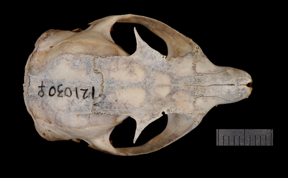 dorsal0954