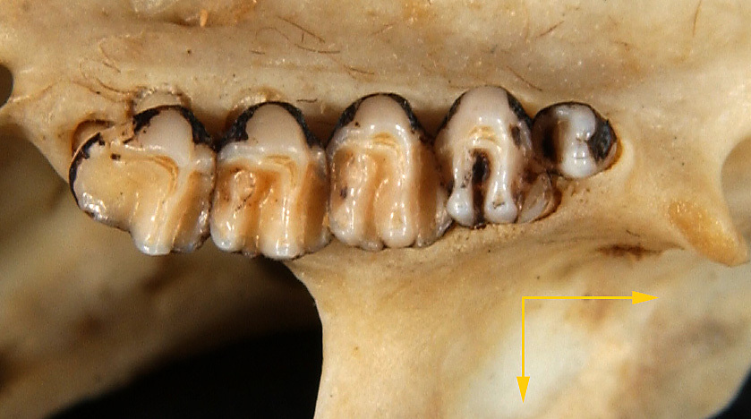 Eumetazoa