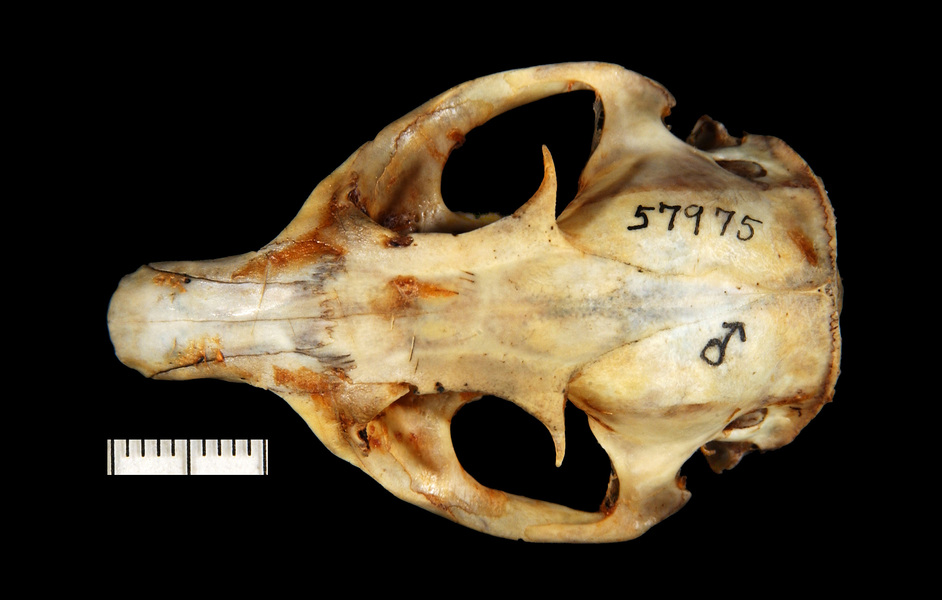 dorsal7978