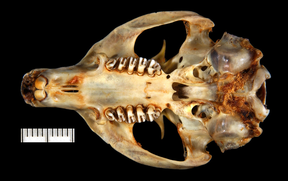 Craniata