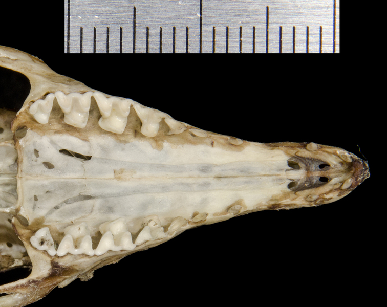 Vertebrata