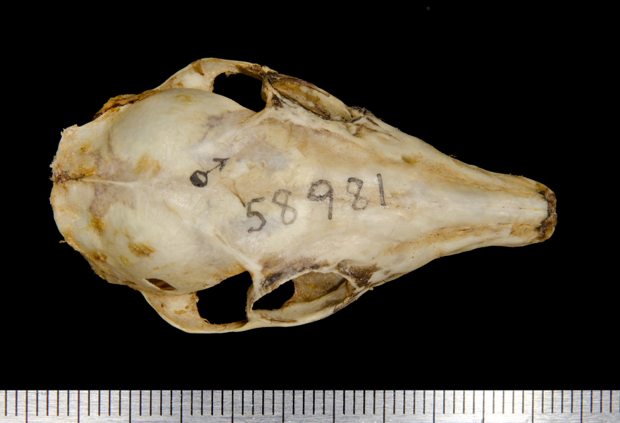 dorsal0655